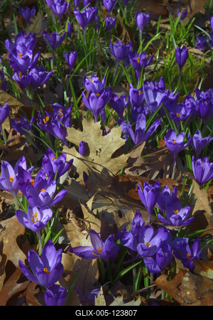 Kámoni Arborétum és Ökoturisztikai Központ-stock-foto