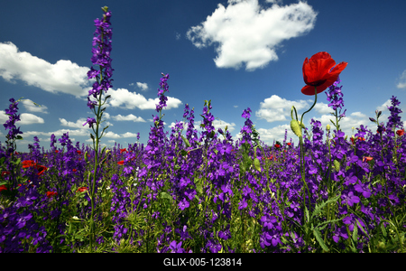 Alföldi tanyavilág-stock-foto