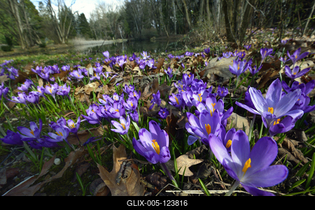 Kámoni Arborétum és Ökoturisztikai Központ-stock-foto