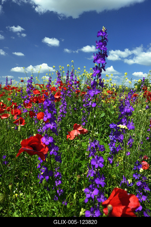 Alföldi tanyavilág-stock-foto