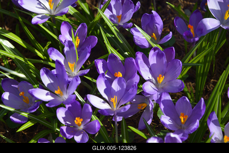 Kámoni Arborétum és Ökoturisztikai Központ-stock-foto