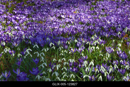 Kámoni Arborétum és Ökoturisztikai Központ-stock-foto