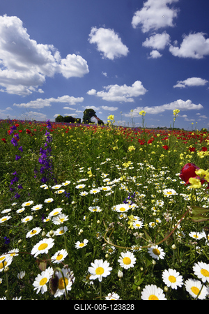 Alföldi tanyavilág-stock-foto