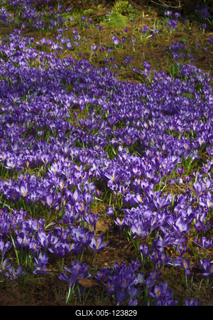 Kámoni Arborétum és Ökoturisztikai Központ-stock-foto