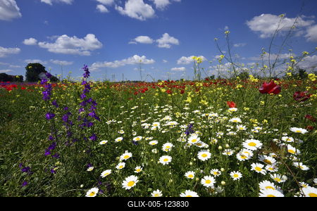 Alföldi tanyavilág-stock-foto