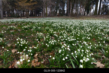 Kámoni Arborétum és Ökoturisztikai Központ-stock-foto