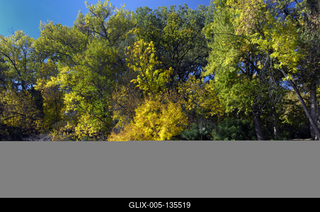 Tőserdő-stock-foto