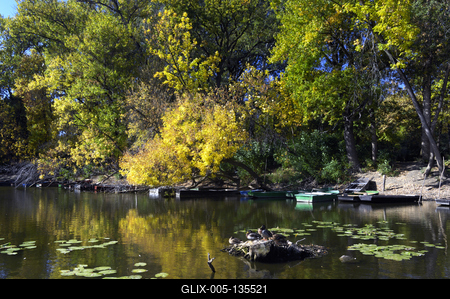 Tőserdő-stock-foto