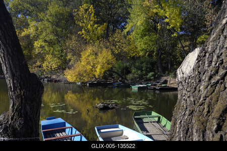 Tőserdő-stock-foto