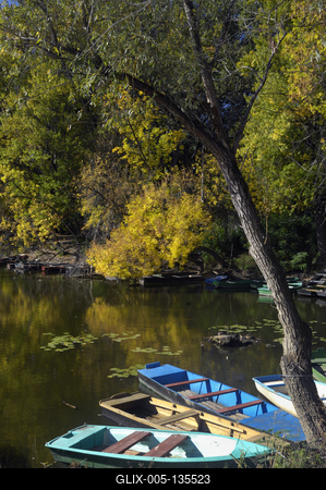 Tőserdő-stock-foto