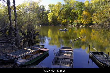 Tőserdő-stock-foto