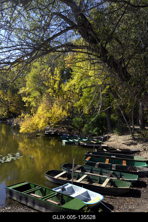Tőserdő-stock-foto
