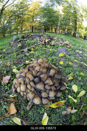 Vácrátót-stock-foto