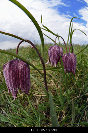 Mocsári kockásliliom-stock-foto