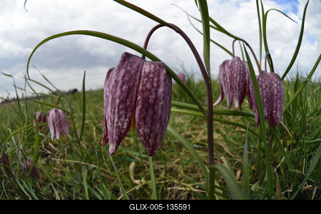 Mocsári kockásliliom-stock-foto