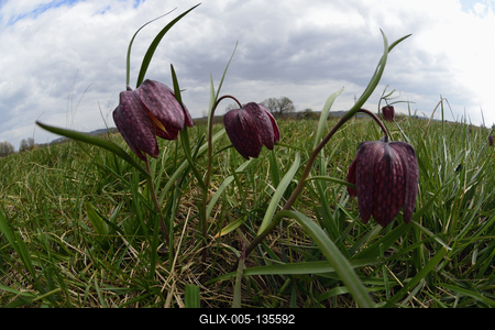 Mocsári kockásliliom-stock-foto