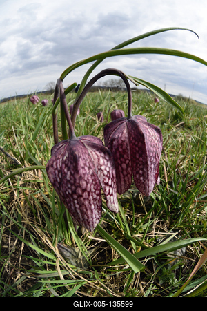 Mocsári kockásliliom-stock-foto