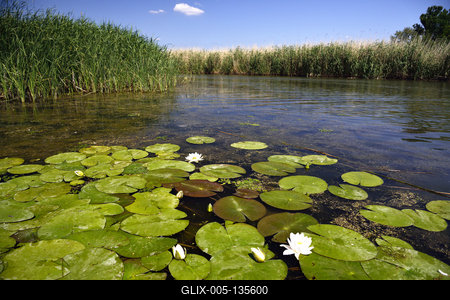 Tisza-tó-stock-foto