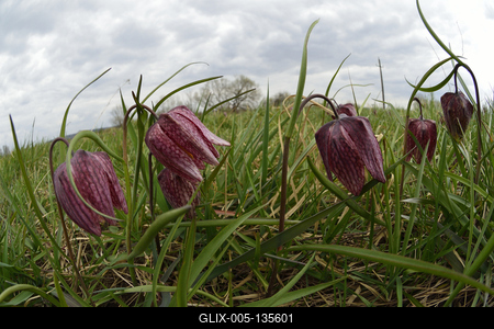 Mocsári kockásliliom-stock-foto