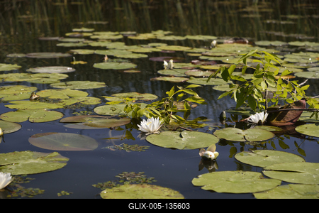 Tisza-tó-stock-foto