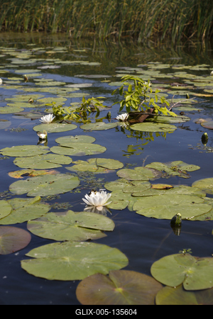 Tisza-tó-stock-foto