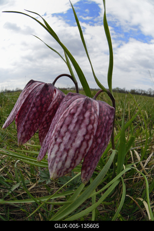 Mocsári kockásliliom-stock-foto