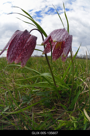 Mocsári kockásliliom-stock-foto