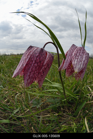 Mocsári kockásliliom-stock-foto