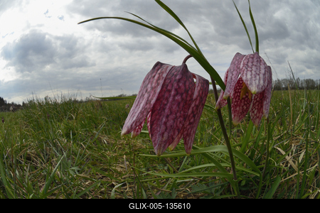 Mocsári kockásliliom-stock-foto