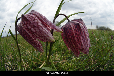 Mocsári kockásliliom-stock-foto