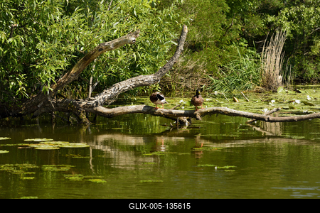 Tisza-tó-stock-foto