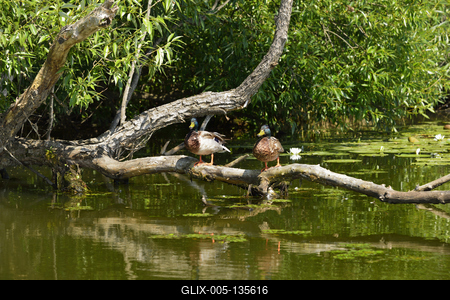 Tisza-tó-stock-foto