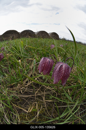 Mocsári kockásliliom-stock-foto