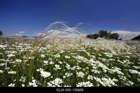 Tihanyi-félsziget-stock-foto