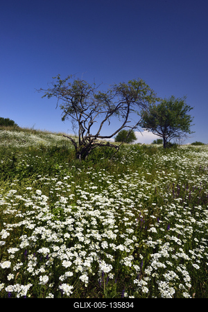 Tihanyi-félsziget-stock-foto