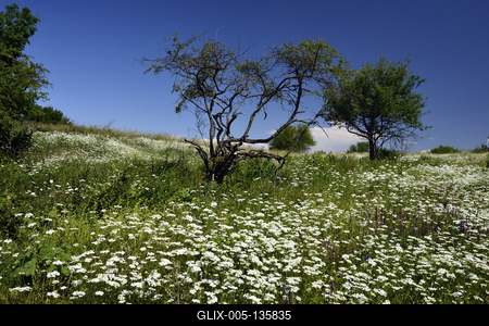 Tihanyi-félsziget-stock-foto
