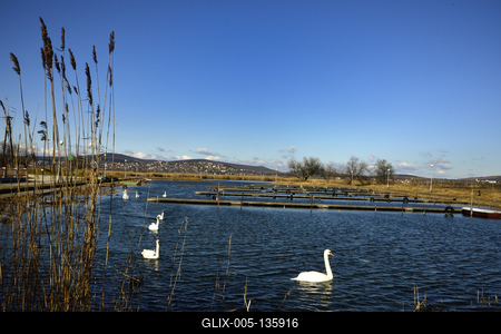 Velencei-tó-stock-foto
