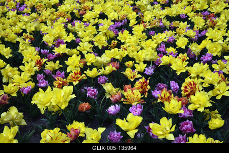 Vácrátót-stock-foto