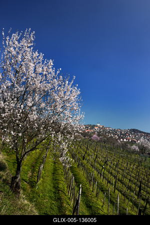 Tihanyi-félsziget-stock-foto