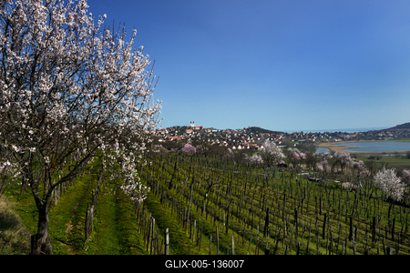 Tihanyi-félsziget-stock-foto