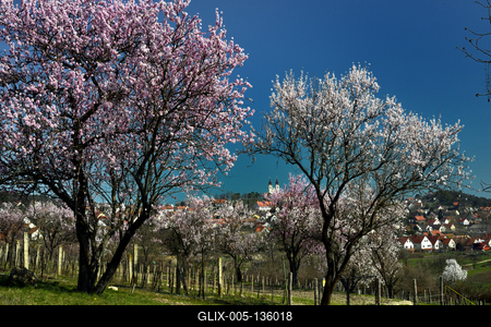 Tihanyi-félsziget-stock-foto