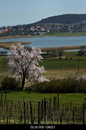 Tihanyi-félsziget-stock-foto