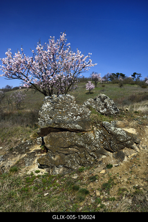 Tihanyi-félsziget-stock-foto