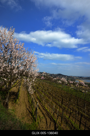 Tihanyi-félsziget-stock-foto