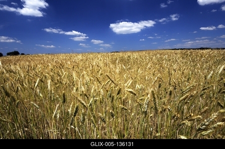 Búzatábla az Őrségben-stock-foto