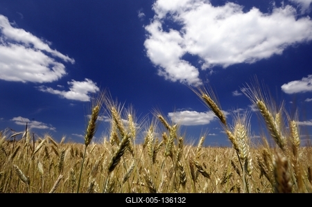 Búzatábla az Őrségben-stock-foto
