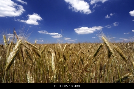 Búzatábla az Őrségben-stock-foto