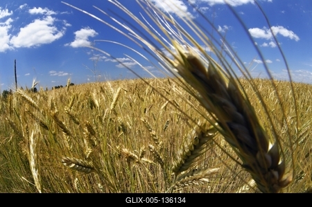 Búzatábla az Őrségben-stock-foto
