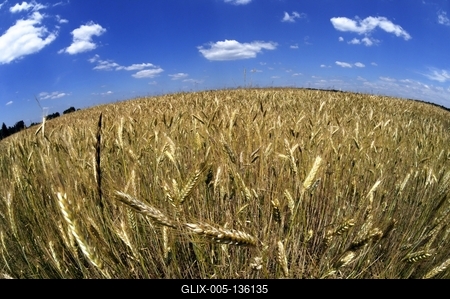 Búzatábla az Őrségben-stock-foto