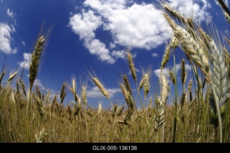 Búzatábla az Őrségben-stock-foto
